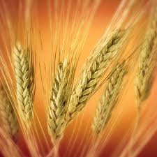 A Little More Food Storage – Stocking Up On Wheat Products