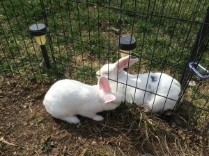 Rabbits | Suburban Survival Blog