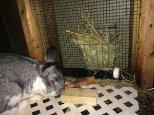 Rabbits | Suburban Survival Blog
