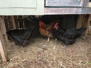 Chickens | Suburban Survival Blog