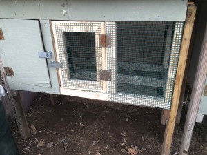 Chickens | Suburban Survival Blog